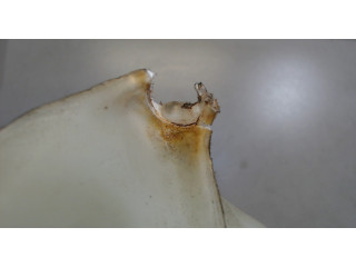 Бачок омывателя  Honda Accord 7 2003-2007 6840SEAE01   7  