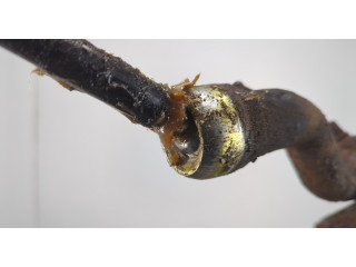    Рейка рулевая без г/у  Chevrolet Tahoe 1999-2006      