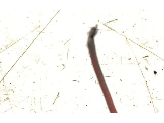 Zpětné zrcátko Peugeot 806 2001 14848570XX