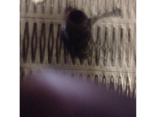 Turbodmychadlo Турбина BMW 5 E39