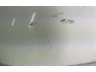 Zpětné zrcátko pravé Volkswagen  2006  3C1857508DM9B9  