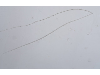 Руль Citroen C4 II Picasso 2013 - 2018 года dsafc