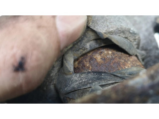 Задний суппорт