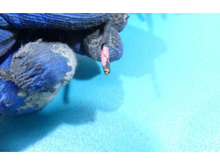 Zpětné zrcátko Dodge Charger 2014 IMPRK906030